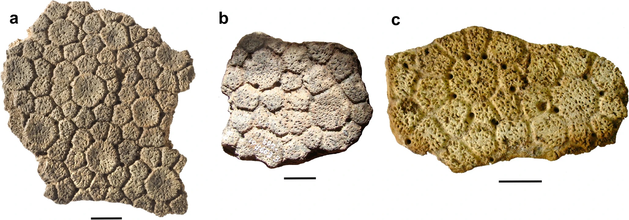 Three carapace fragments of Glyptotherium deuterophractum in superficial view. a. uncatalogued specimen from Lagoa Santa, Lapa da Escrivania locality, Minas Gerais State, Brazil; b. FUNDHAM 607.108663.3, São Raimundo Nonato, Piauí State, Brazil; c. MCC 2202-V, Lajedo da Escada Locality, Rio Grande do Norte State, Brazil. Scale bars equal 2 cm Three carapace fragments of Glyptotherium deuterophractum in superficial view. a. uncatalogued specimen from Lagoa Santa, Lapa da Escrivania locality, Minas Gerais State, Brazil; b. FUNDHAM 607.108663.3, São Raimundo Nonato, Piauí State, Brazil; c. MCC 2202-V, Lajedo da Escada Locality, Rio Grande do Norte State, Brazil. Scale bars equal 2 cm
